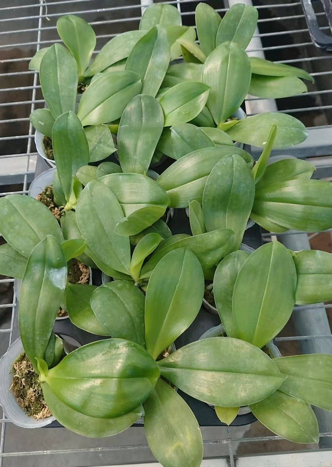 Young Phalaenopsis Blue Dolphin orchid plants in nursery pots, ready for growth and blooming, ideal for indoor gardening.