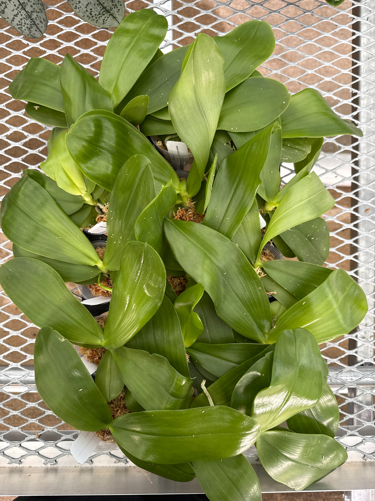 Phalaenopsis ((Mok Choi Yew x SWR GV) x Mituo Reflex Dragon ‘Blue-2’)