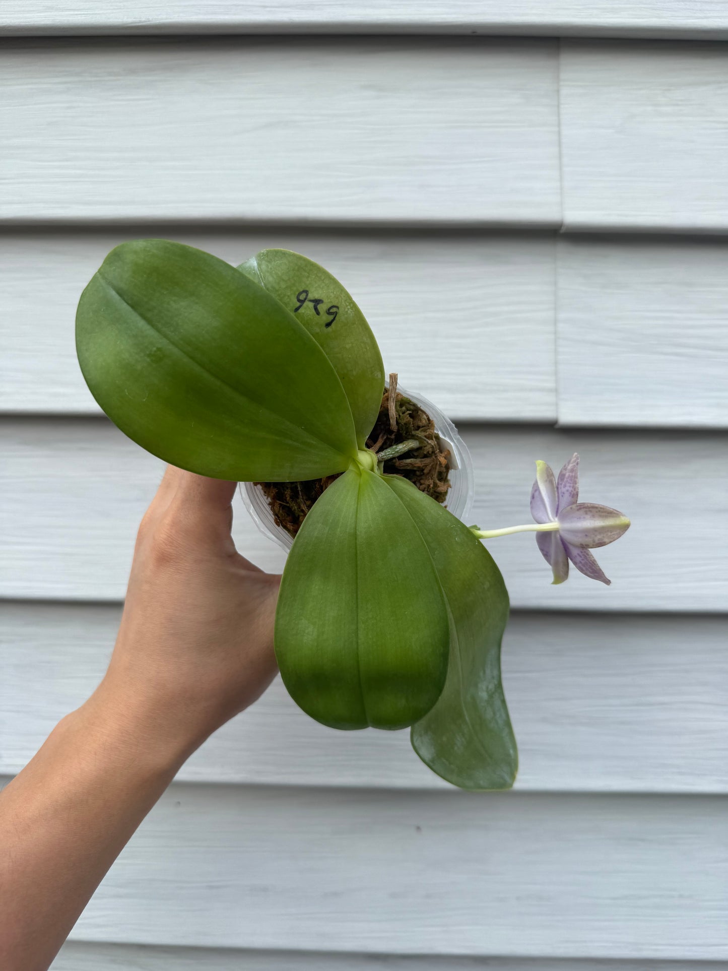 Phalaenopsis Blue Orchid Seedling CA441 with broad green leaves and a blooming flower, perfect for indoor plant collections.