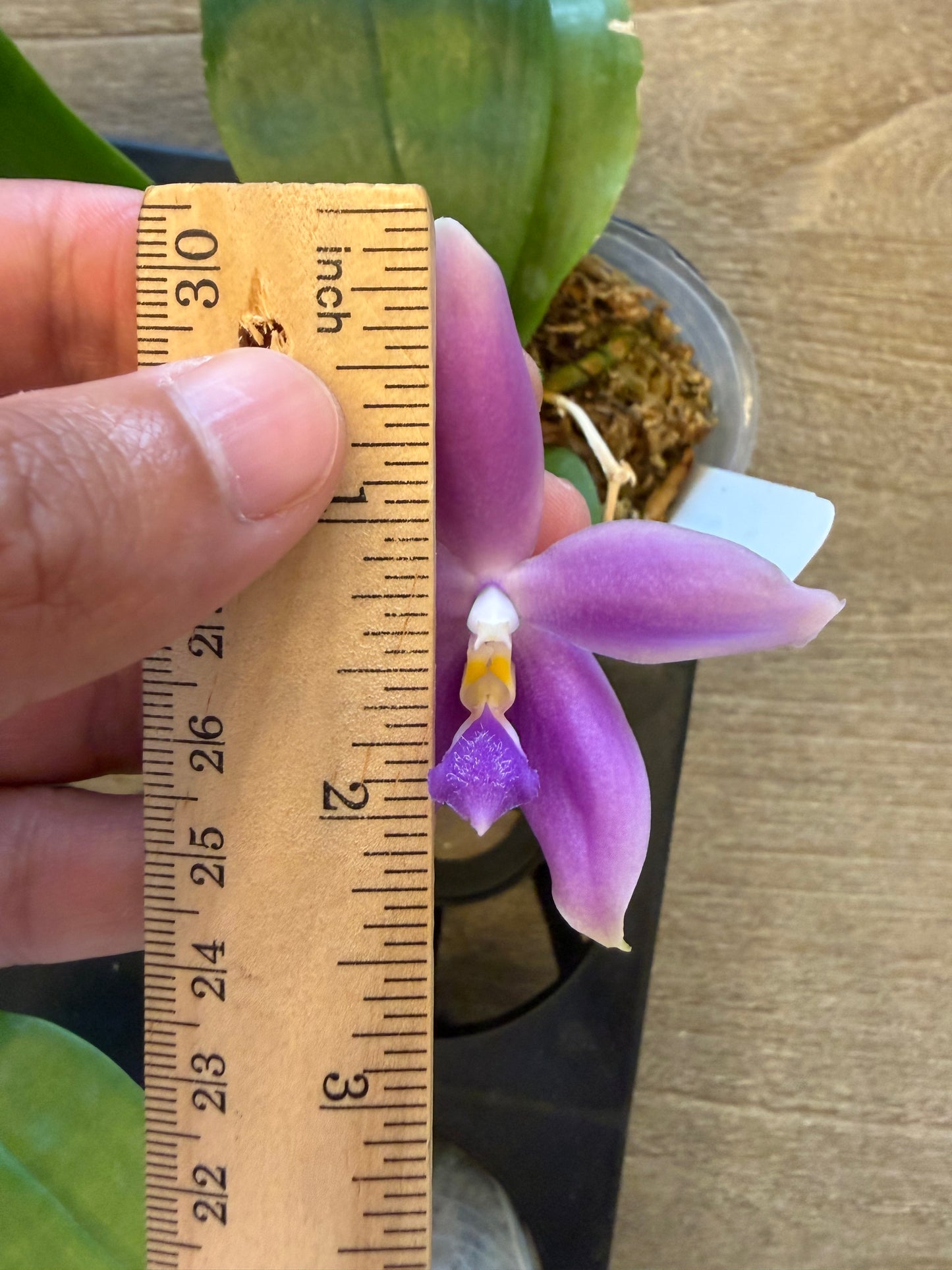 Phalaenopsis (Yang Yang Blue Bellina x Lioulin Blue Jenny)