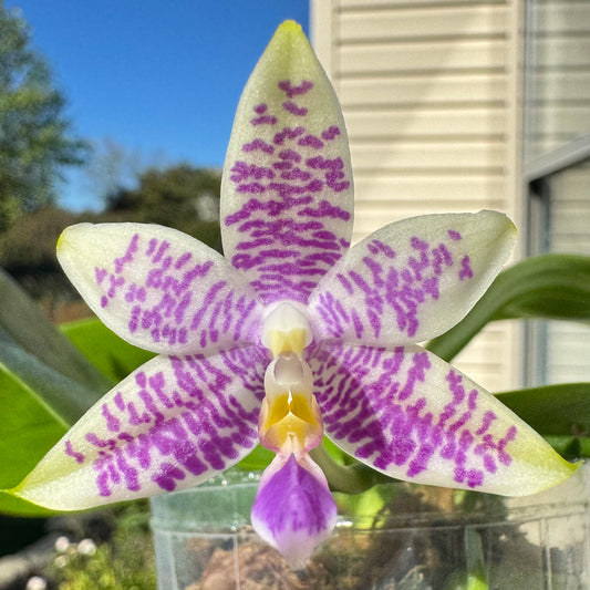 Phal. Mainshow Blue Tint x Phal. Mainshow Blue Wave