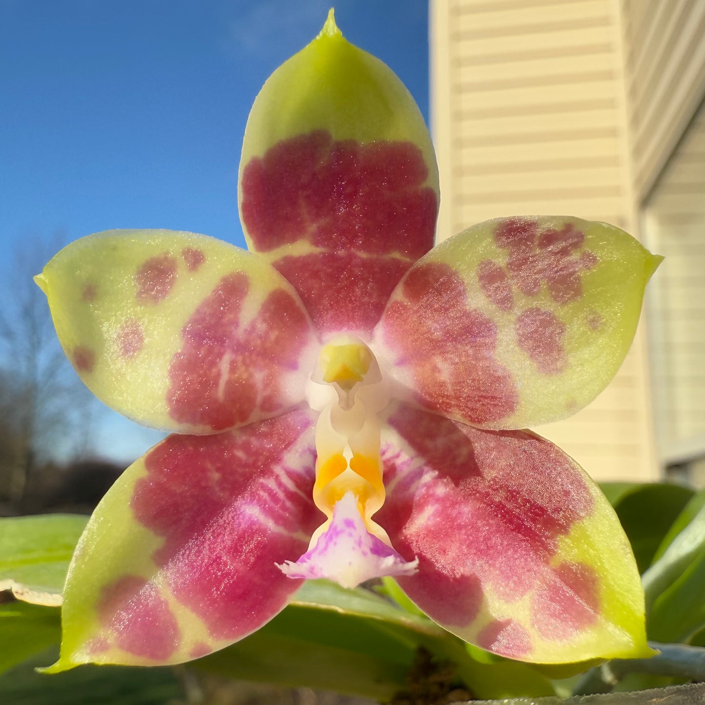 Phal. Mituo Purple Tiger