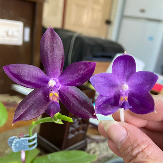 QA157 Phal. Mainshow Blue Tint x Phal. Mainshow Sapphire