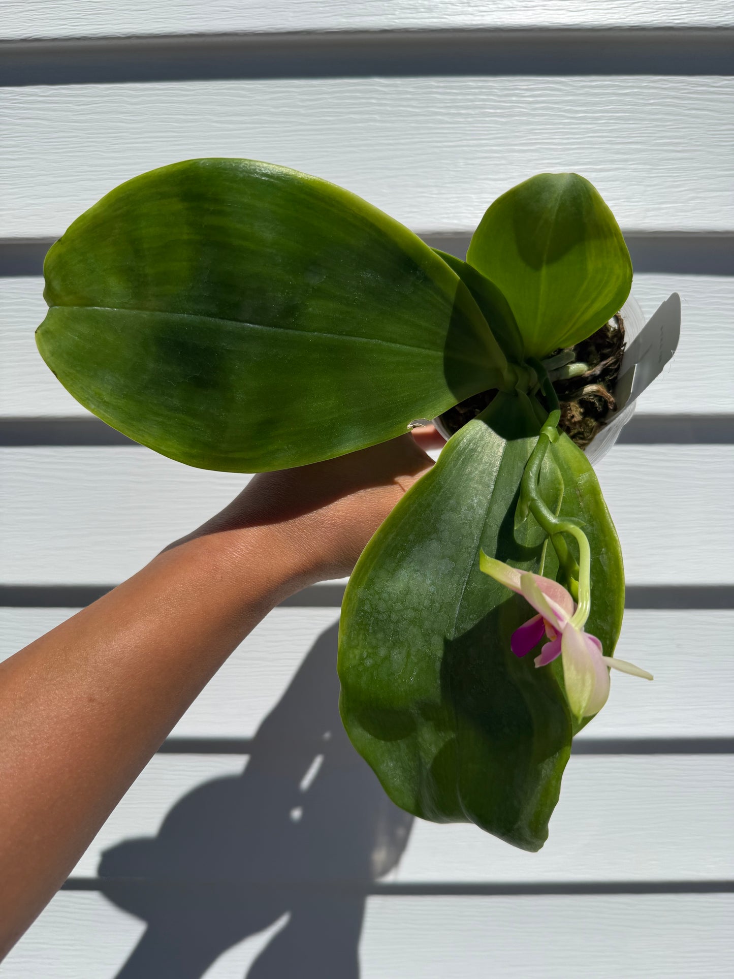 Phalaenopsis (Mituo Golden Tiger ‘White Tiger’ x bellina pink) variegated