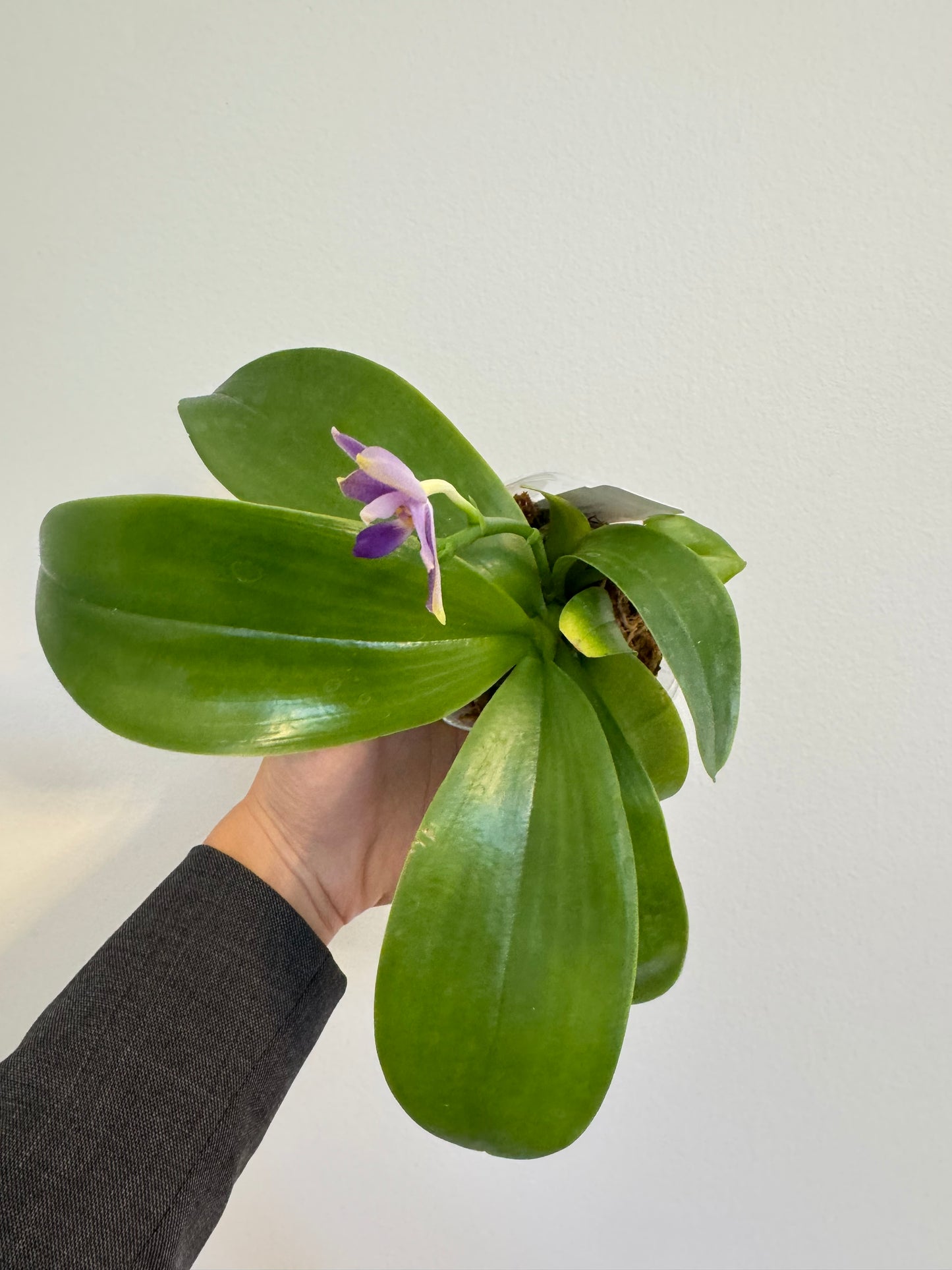 Phal. Mainshow Blue Wave x Phal. Mainshow Blue Tint