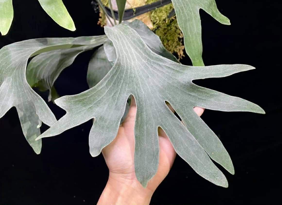 On Hand Platycerium For Sale - Available Now In US – HCorchids