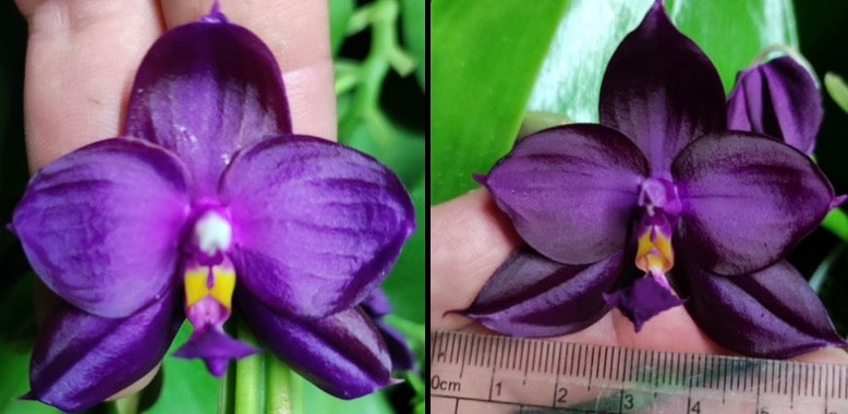 Purple Phalaenopsis orchid seedling in 2.5 inch pot