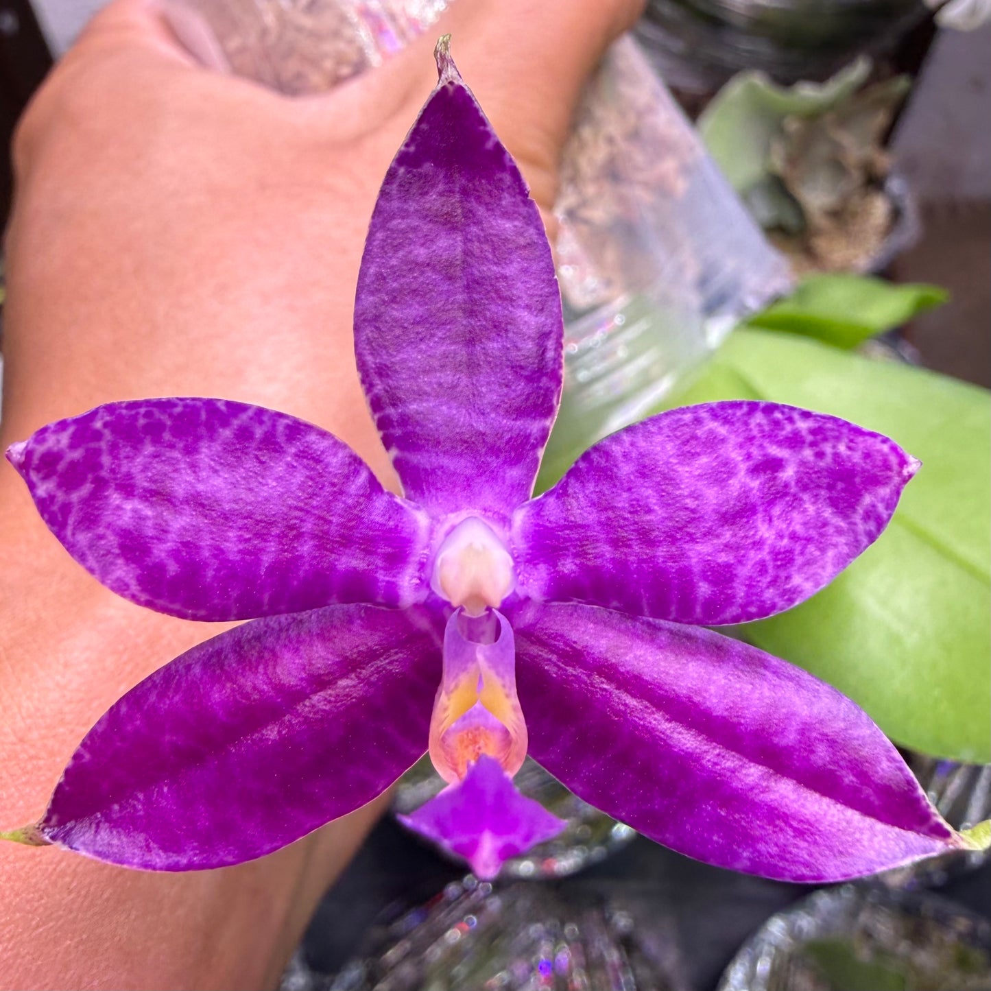 Phalaenopsis (Mainshow Sapphire x KS Blue Ludde)