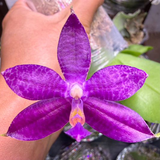 Phalaenopsis (Mainshow Sapphire x KS Blue Ludde)