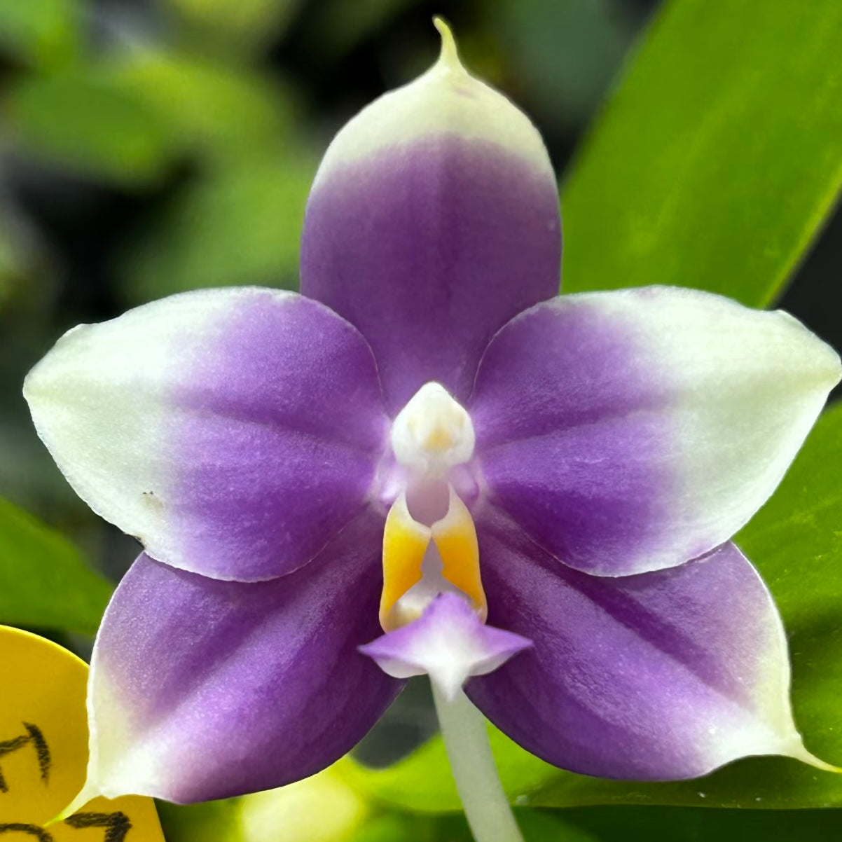 Purple and white Phalaenopsis orchid bloom with green leaves