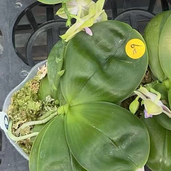 Phalaenopsis (LL Blue Family x LD Avatar ‘Blue Memory’ #29)