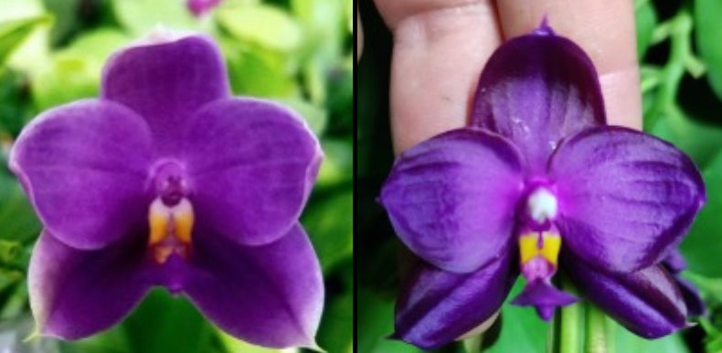 BKH2336-Phal. (P. Penang Jewel X (P. Yaphon Super Jaguar x Samera)) "BK" X Phal. ((P.Yaphon Super Jaguar X (Yaphon Super Jaguar X Samera)) "極品5.8cm""