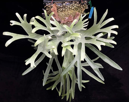 Platycerium Veitchii Variant C