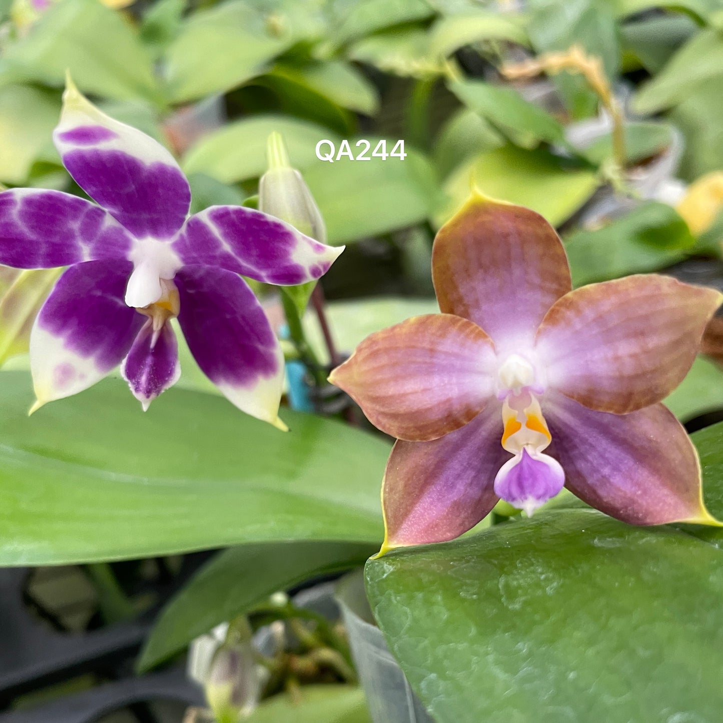 Purple and white novelty Phalaenopsis orchid seedling in 2.5 inch pot