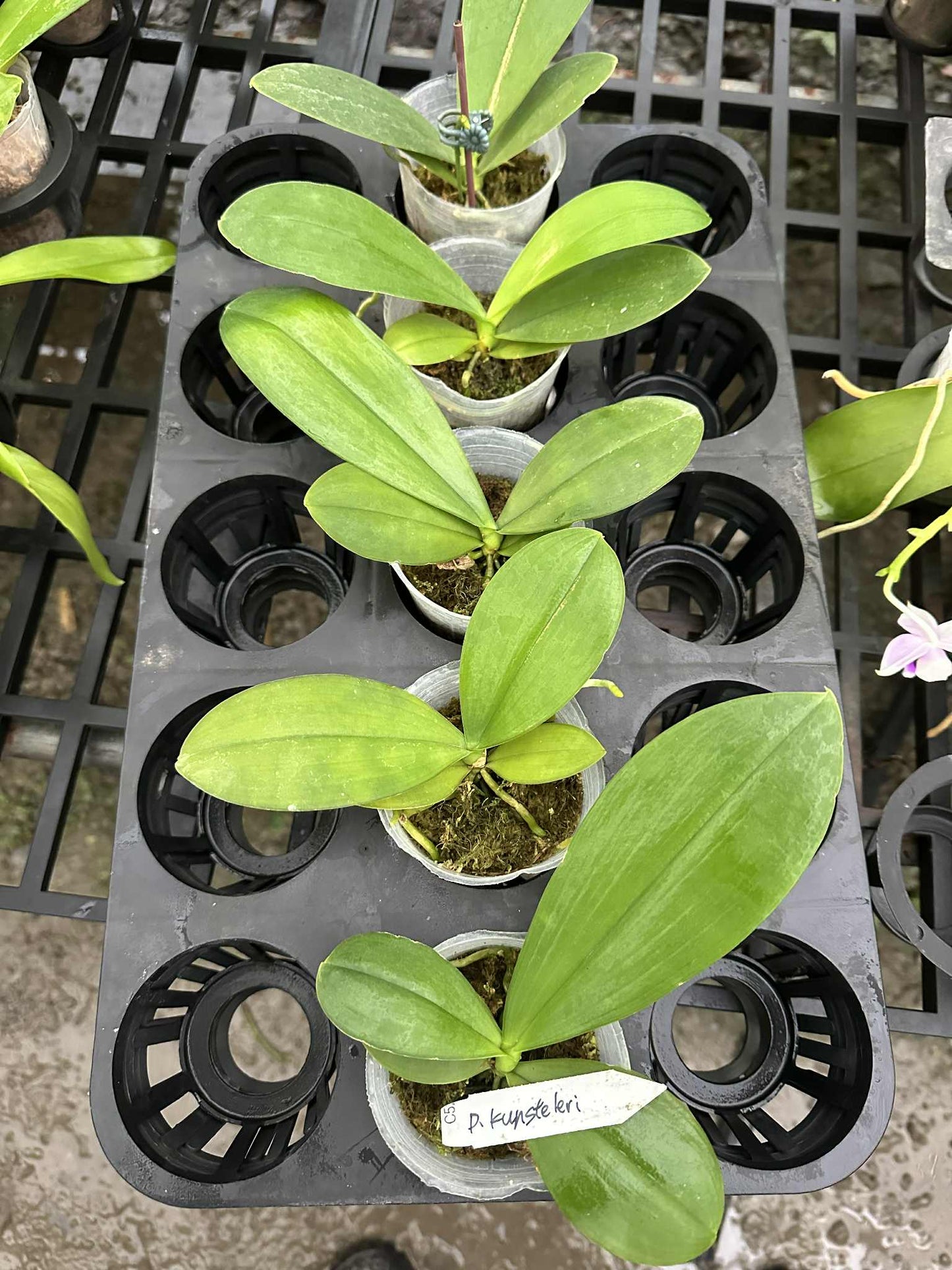Phal. kunstleri