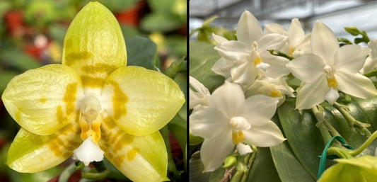 Yellow Phalaenopsis orchid bloom in home garden