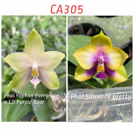 CA305 - Phal. (Yaphon Evergreen x LD Purple Bear) x Phal. Summer Pretty