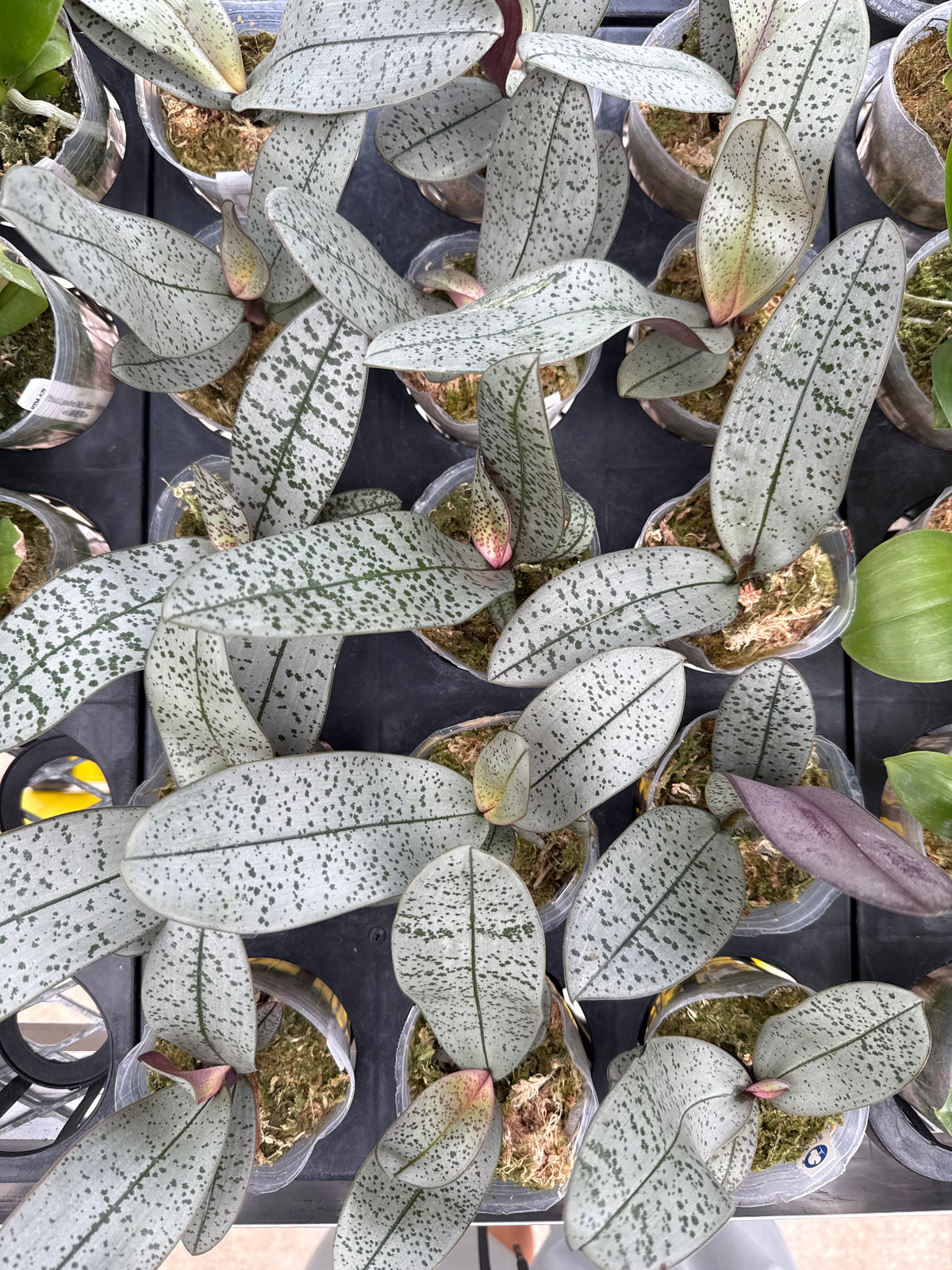 HCorchids