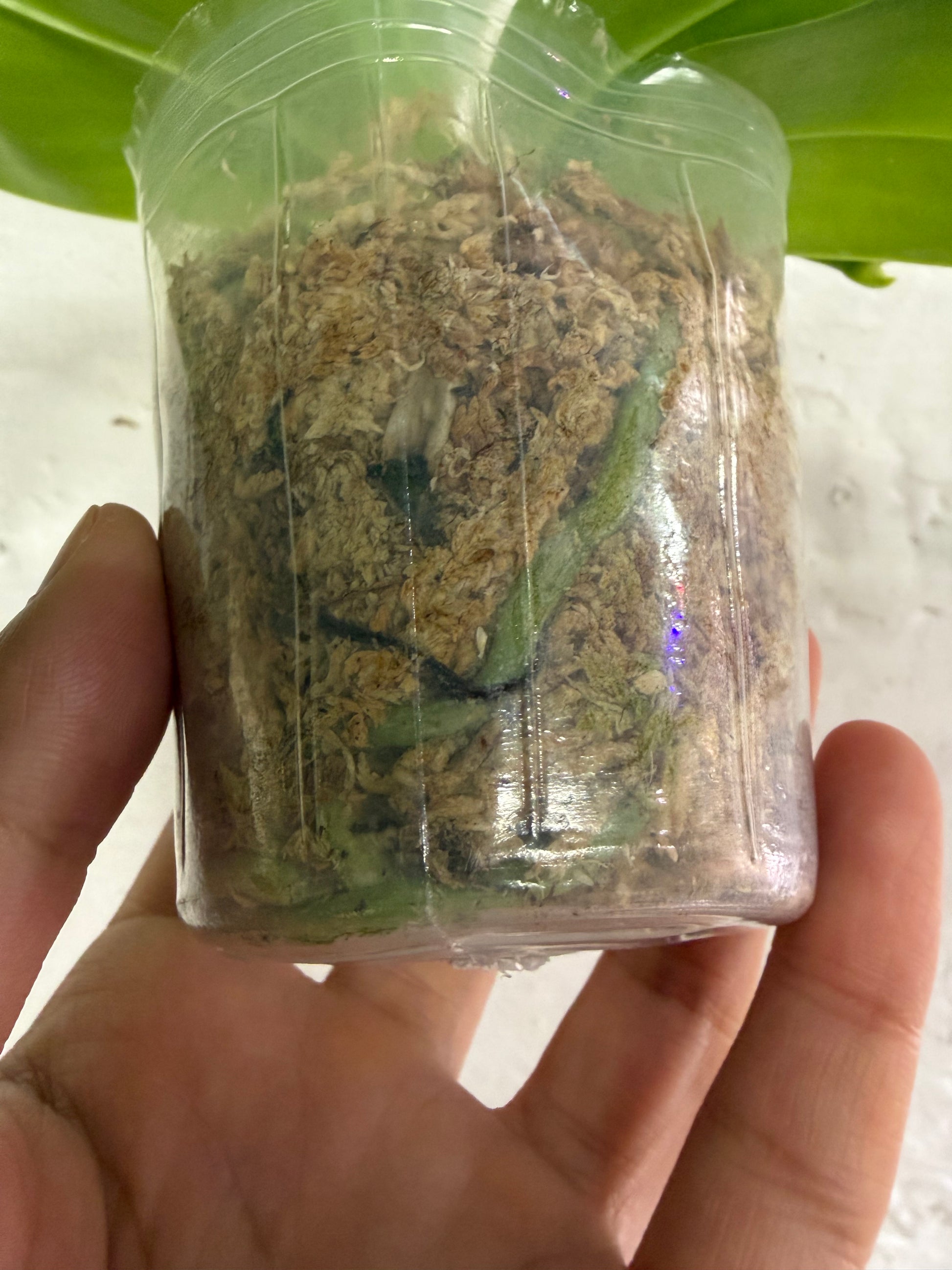 HCorchids