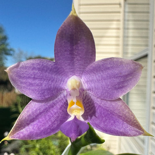 Phal. Mainshow Blue Wave x Phal. Mainshow Blue Tint