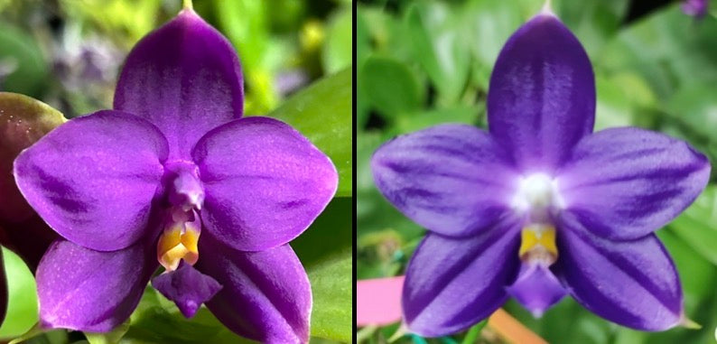 Purple Phalaenopsis orchid bloom