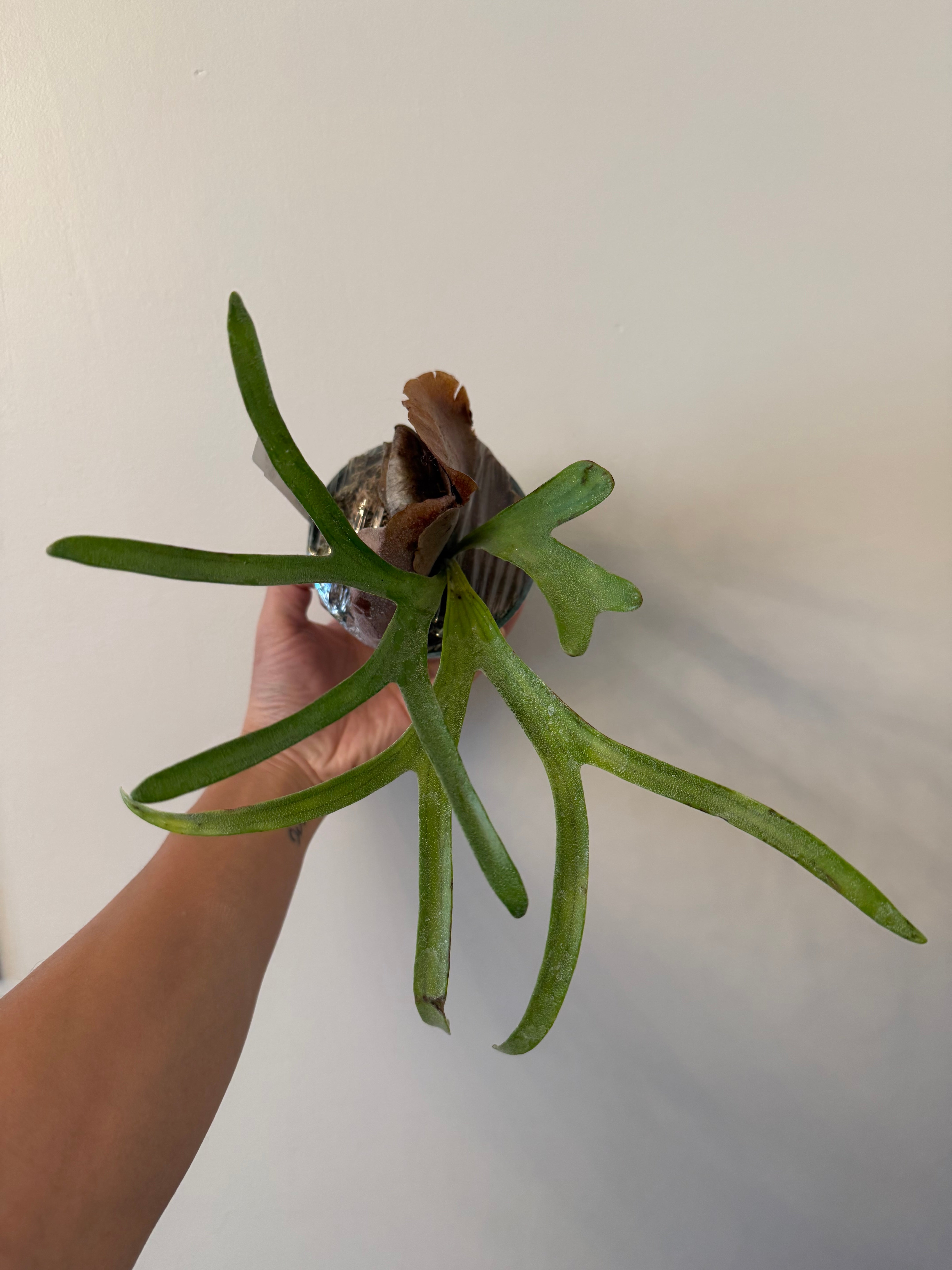 Platycerium alcicorne Plant 'Vassei'-Spore Plant | Vivid Fronds