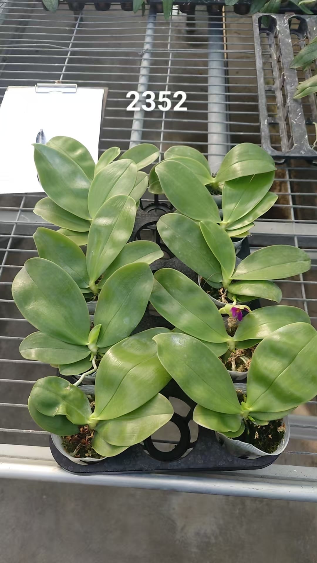Phalaenopsis Orchid Species - For Sale | Rare Natural Orchids