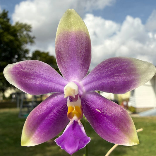 CA583 - Phal. Vinh Long Red Sun "Sapphire" x Phal. Yaphon Blue Jewel "Blue Jade"
