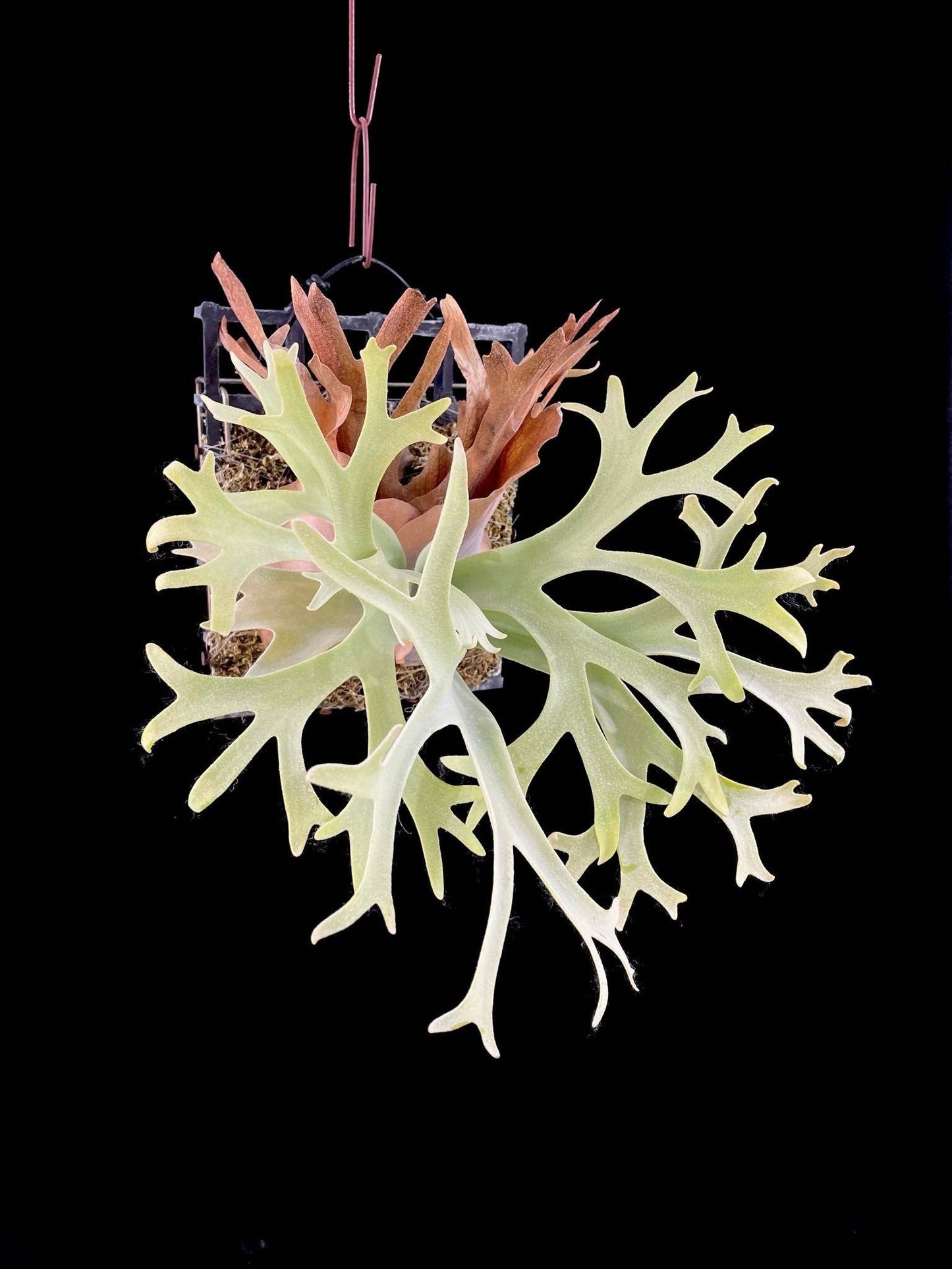 Close-up of Platycerium Willinckii fronds with pink hanging hook