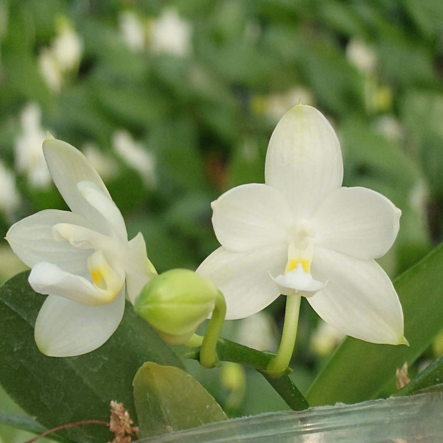 Blooming Phalaenopsis Rainbow Falconer YL107 Orchid from YongLi showing two white novelty flowers in a 2.5 inch pot, perfect for home gardens.