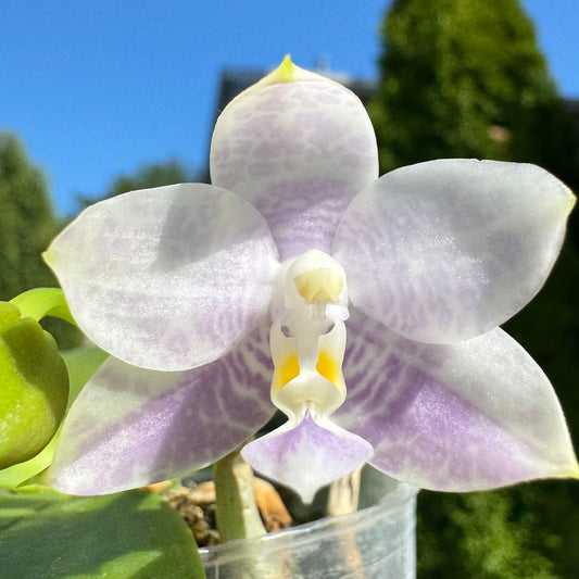 Phal. Mainshow Blue Wave x Phal. Mituo Purple Dragon