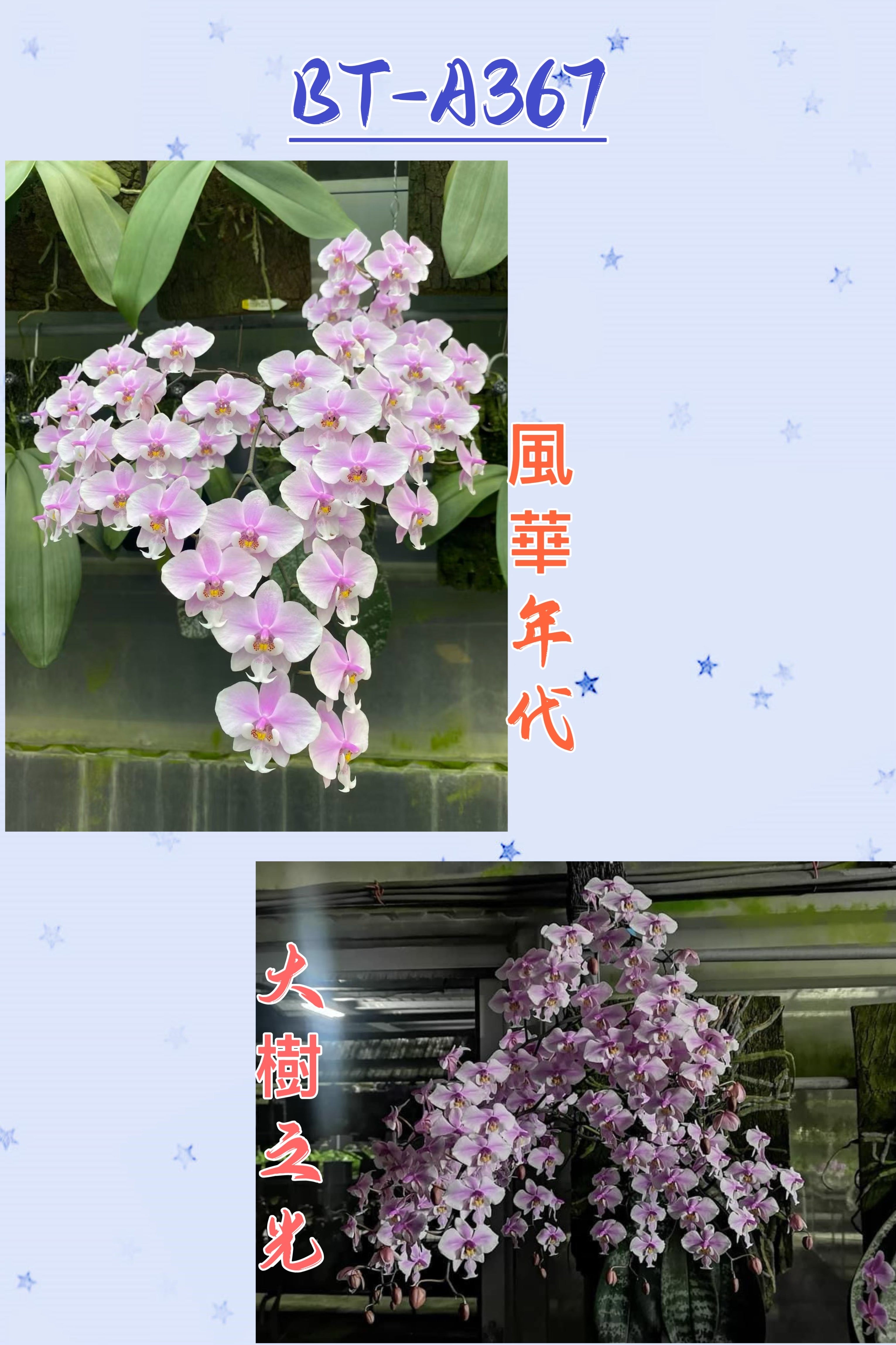 Phalaenopsis Orchid Species - For Sale | Rare Natural Orchids