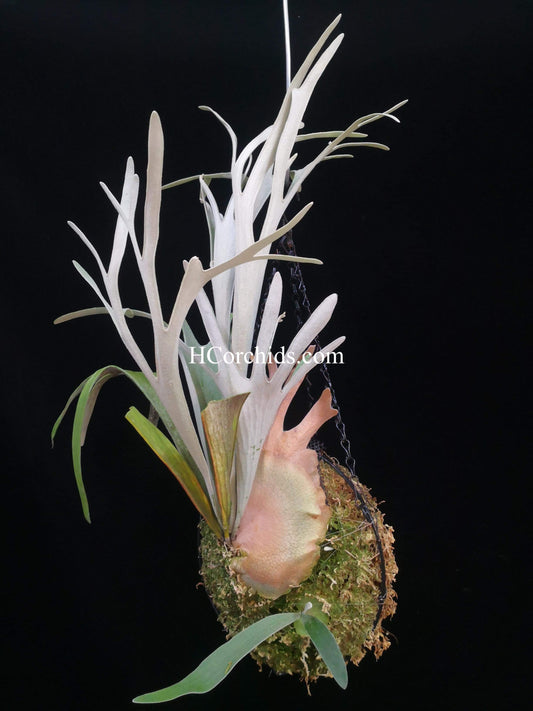 Platycerium Veitchii Sliver