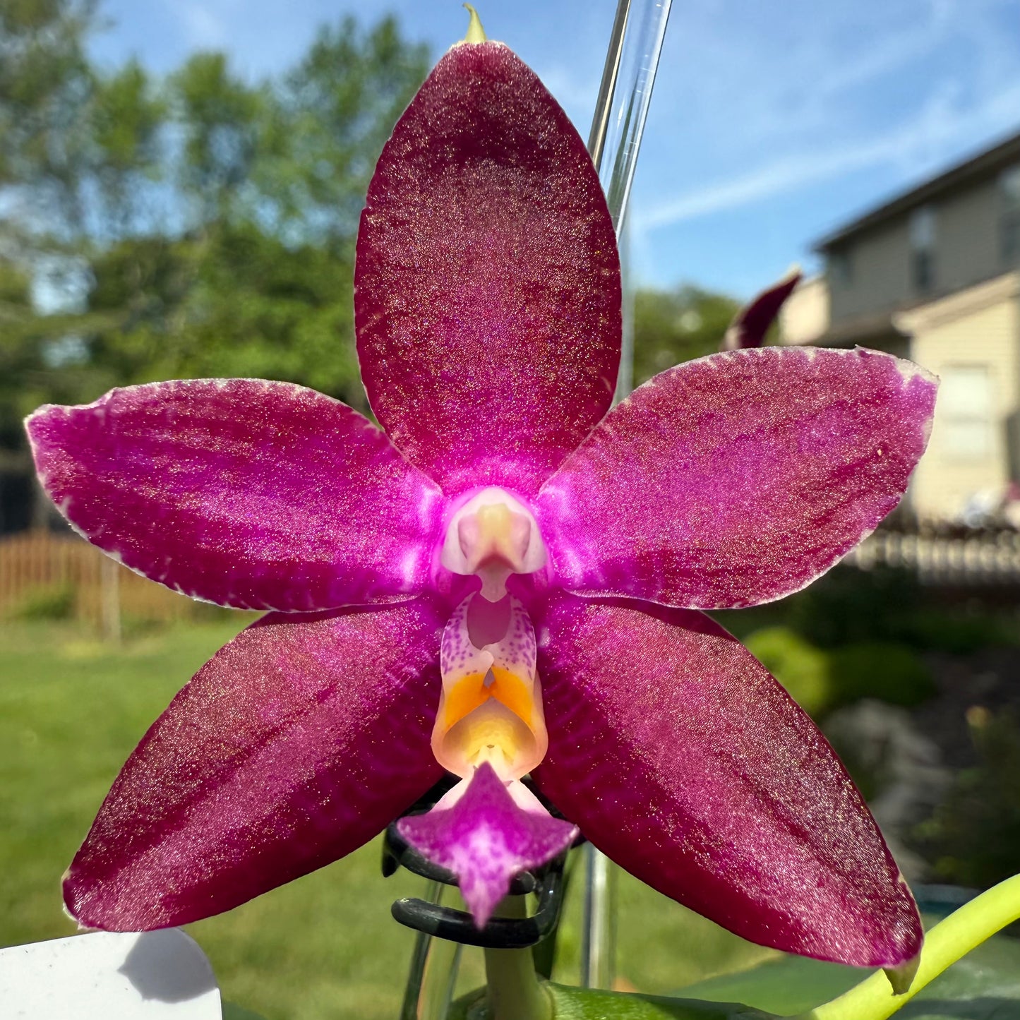 Phal. Mituo Princess x Phal. Mainshow Blue Tint