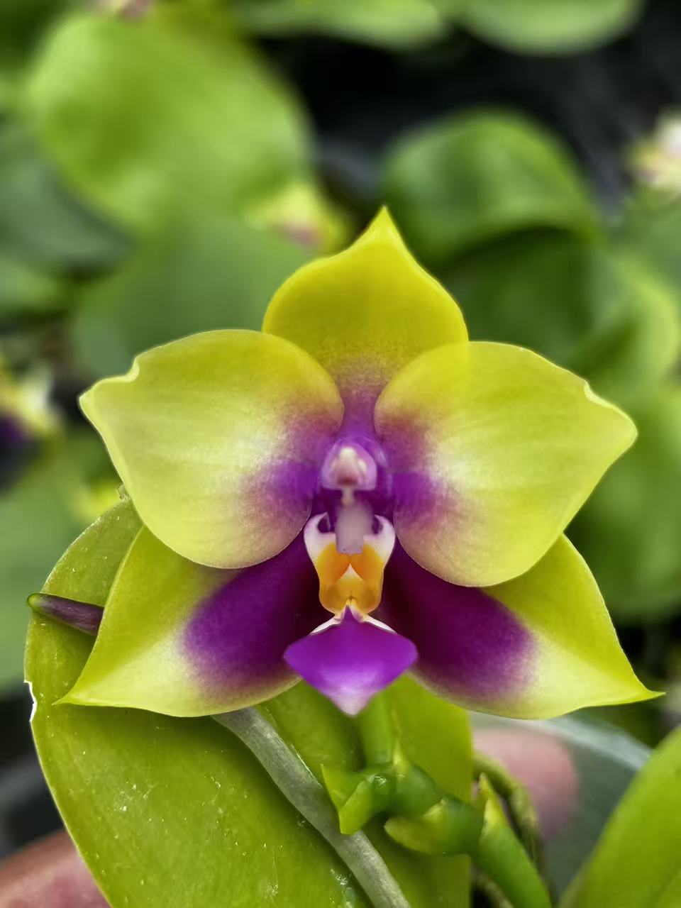 Bright yellow and purple Phalaenopsis orchid blossom