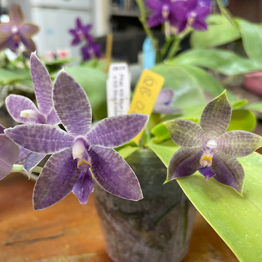 QA196 Phal. KS Blue Ludde 319 x Phal. Mainshow Blue Elf