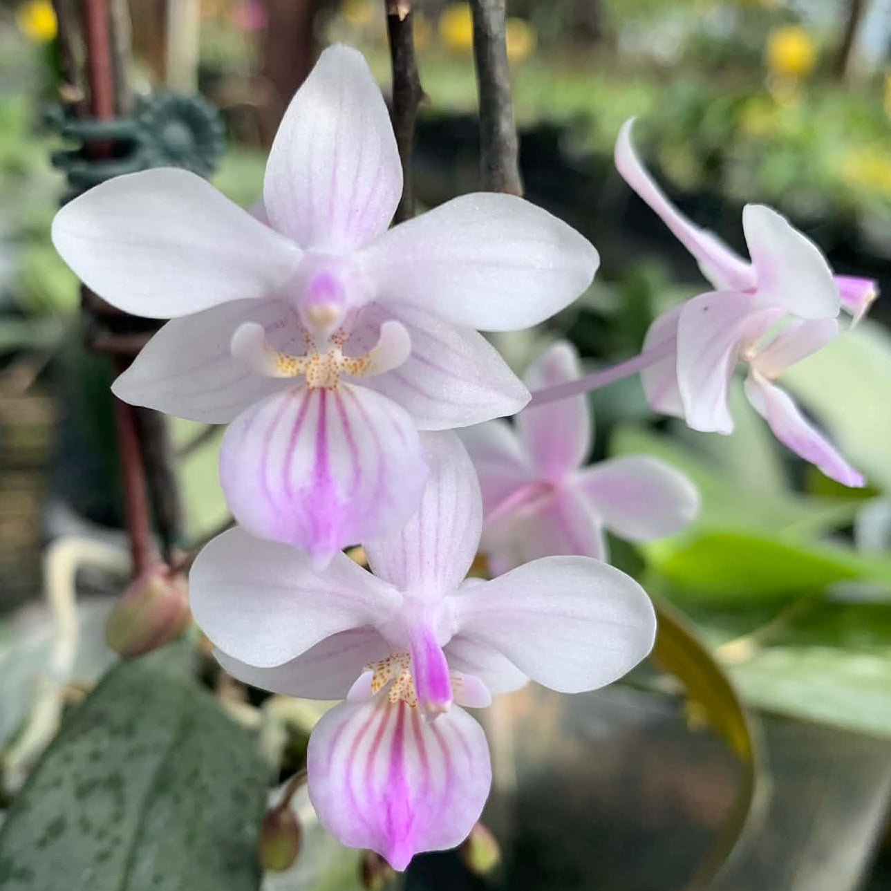 White and pink Phalaenopsis orchid flowers for sale