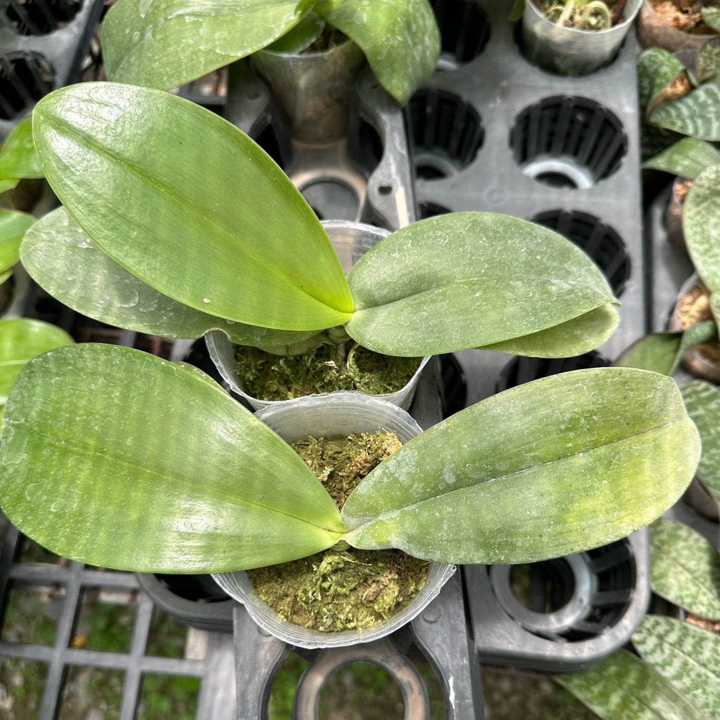 Phal. gigantea