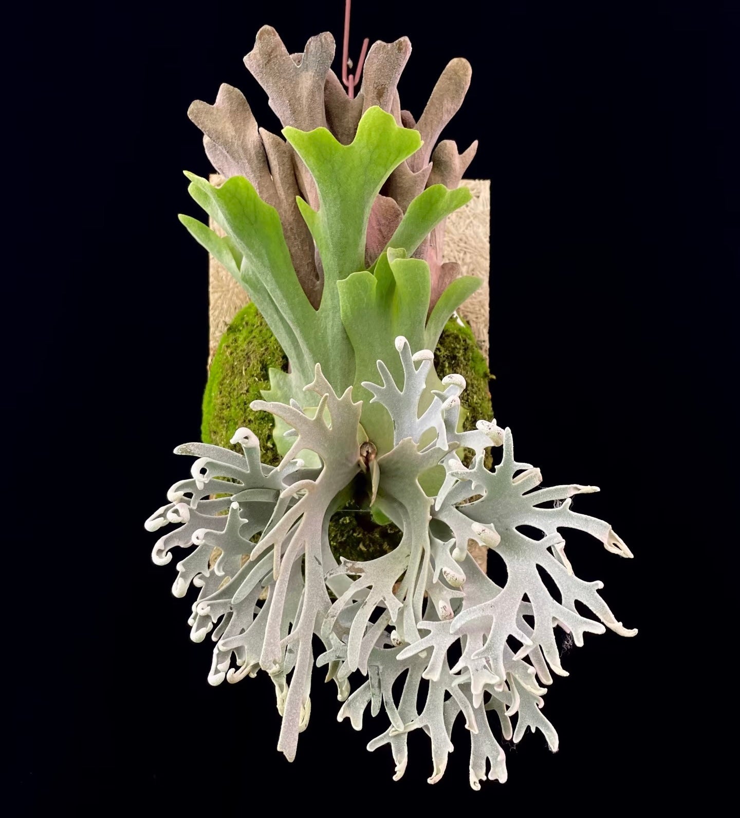 Platycerium Willinckii Pikachu pup mounted on moss board, showcasing vibrant green and silver fronds. Easy care plant for home gardens.