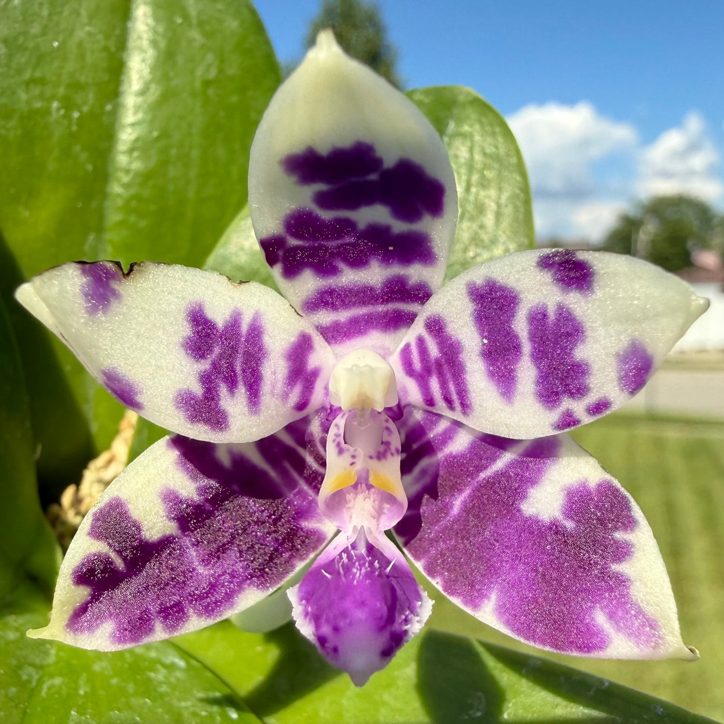 Phalaenopsis (KS Blue Ludde x Mainshow Sapphire)