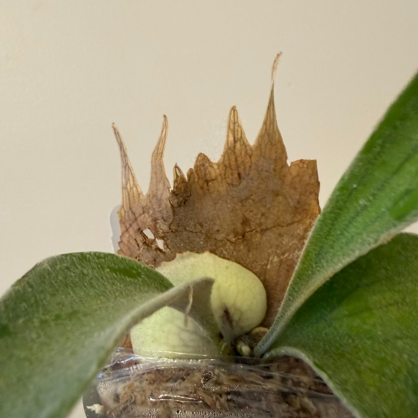 Platycerium Veitchii Wild#7 spore