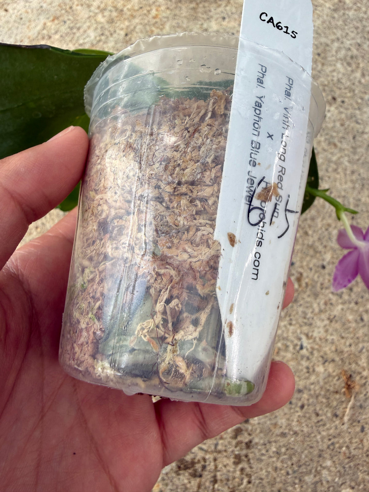 HCorchids