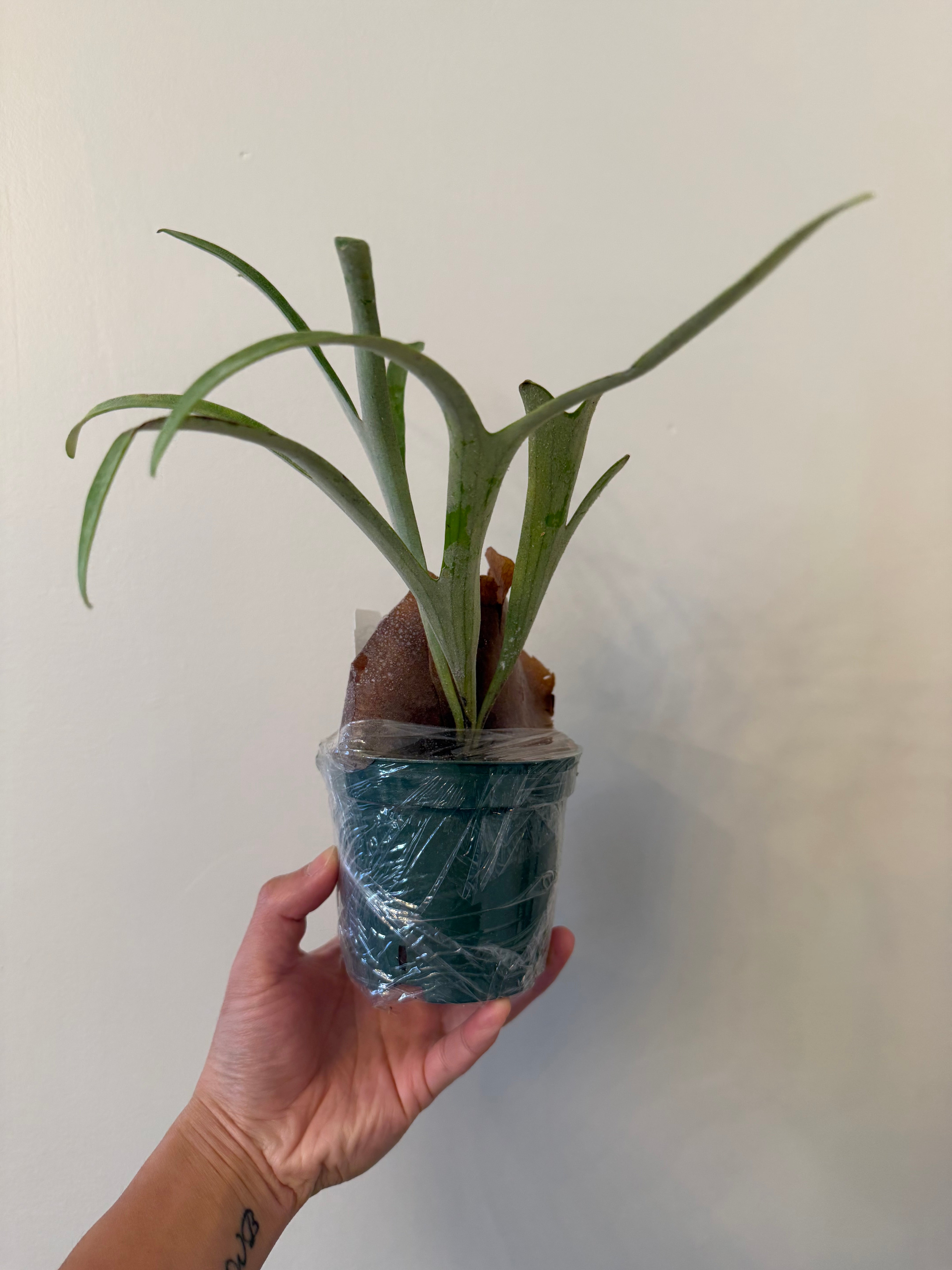 Platycerium alcicorne Plant 'Vassei'-Spore Plant | Vivid Fronds