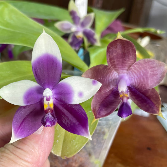 QA156 Phal. Mainshow Sappire x Phal. Jennifer Palomer splash