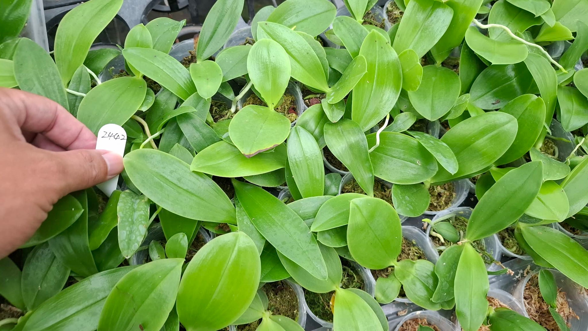 HCorchids