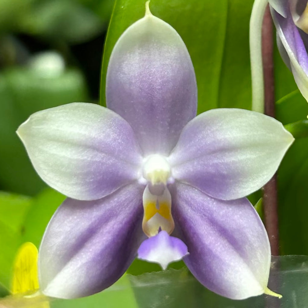 Close-up of lavender and white Phalaenopsis orchid flower