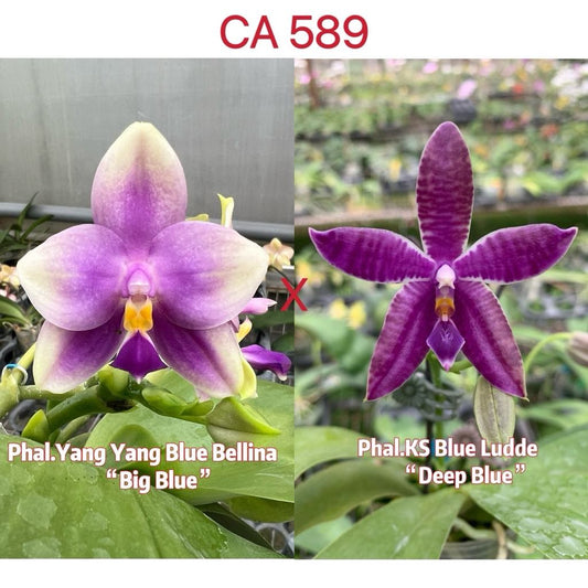 CA589 - Phal. Yang Yang Blue Bellina x Phal. KS Blue Ludde "Deep Blue"