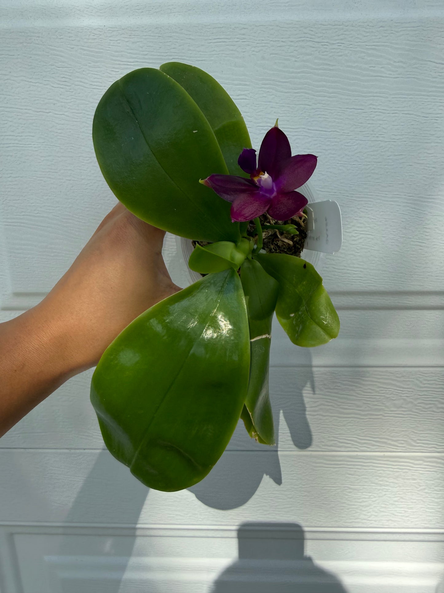 Phalaenopsis (Mainshow Sapphire x Jennifer Palomer)