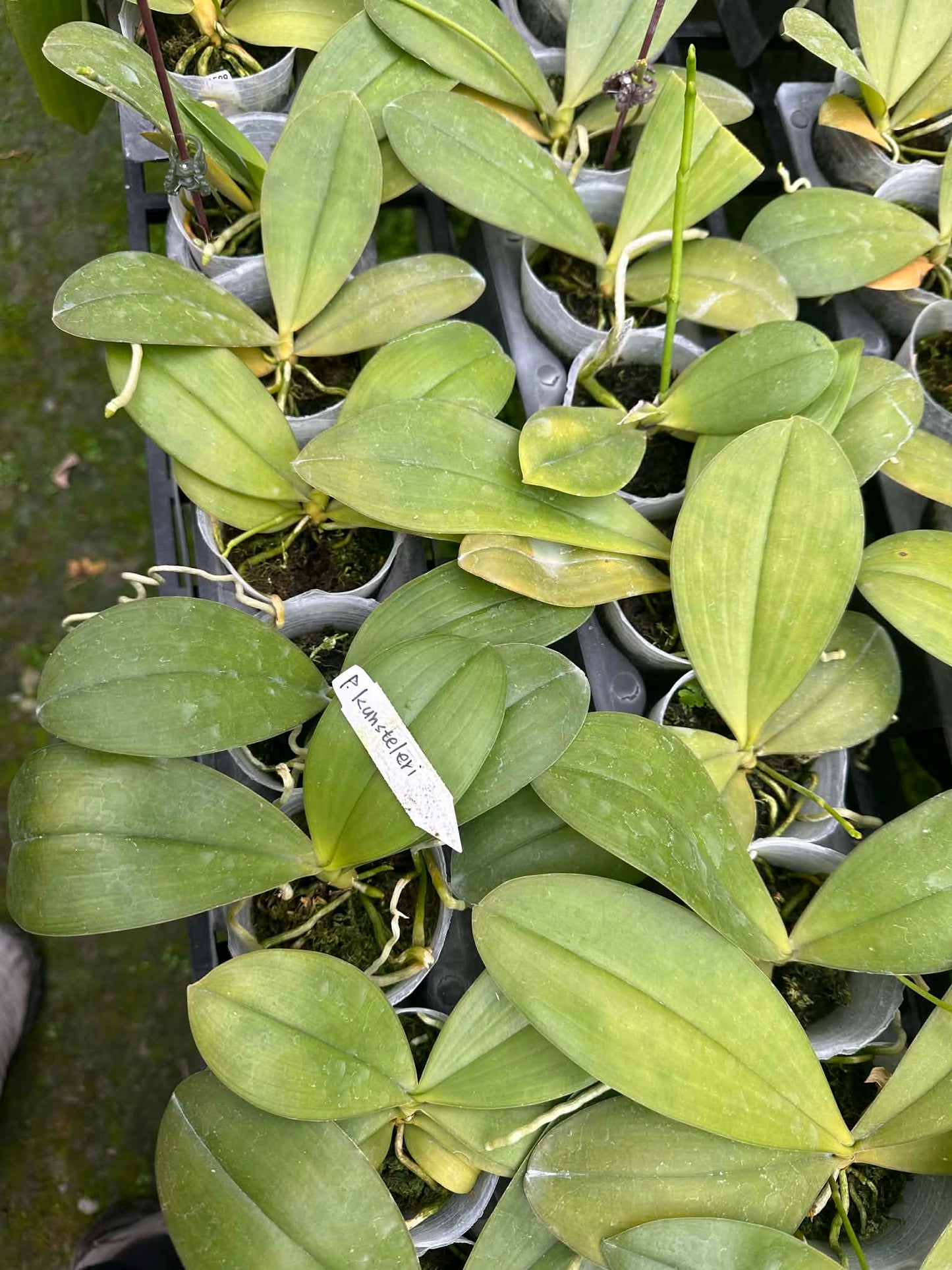 Phalaenopsis kunstleri