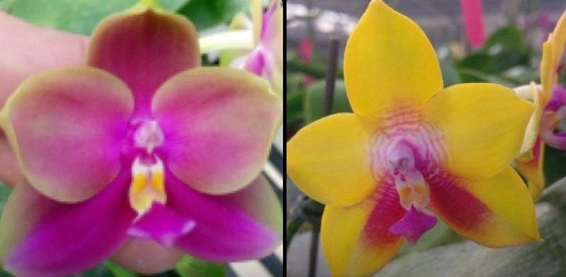 BKH2016 - Phal. Yaphon Batman 'BK's Best' x Phal. Dragon Tree Eagle 'T168'